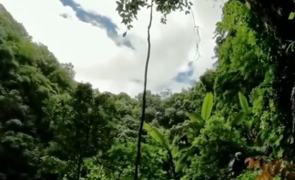 云南天坑蕞新发现：极危物种消失百年后终重新现身